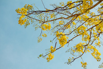 Dwarf Golden Trumpet,yellow flower on blue sky background.