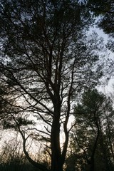 Magic trees and paths in the forest during sunny day. Slovakia
