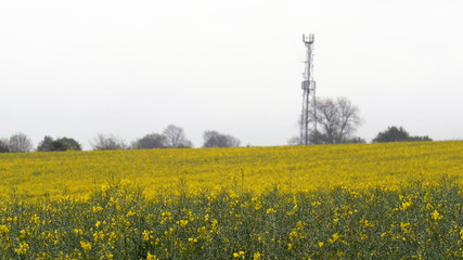 rapeseed field and communication tower under overcast rain