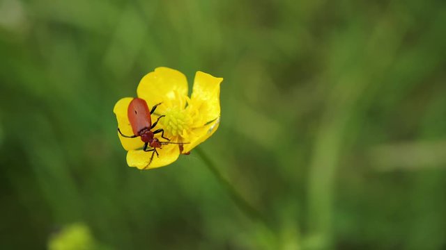 insecte sur une fleur jaune