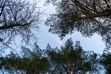 Magic trees and paths in the forest during sunny day. Slovakia