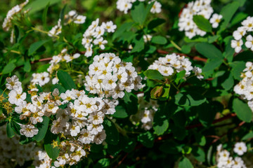 White flowering shrub Spirea aguta (Brides wreath)