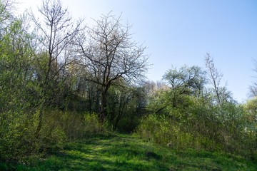 Magic trees and paths in the forest during sunny day. Slovakia