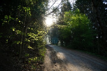 Obraz premium Magic trees and paths in the forest during sunny day. Slovakia