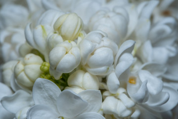 Blüten von Weißem Flieder (Syringa vulgaris)