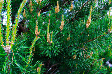 Pinus mugo - It is also known as creeping pine, dwarf mountain pine, mugo pine.