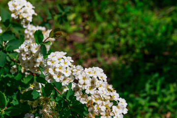 White flowering shrub Spirea aguta (Brides wreath)