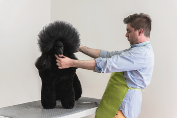 Groomer finishing haircut on black poodle