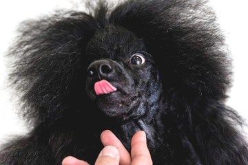 Portrait of black poodle