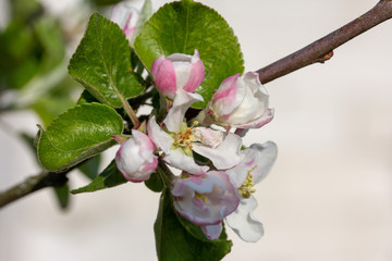 Not yet opened buds and flowers of a young Apple tree