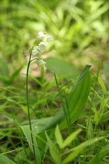  lily of the valley