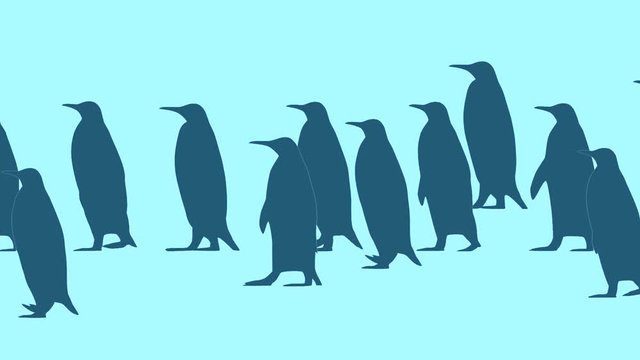 Penguins walking, animation on the blue background