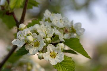 The gorgeous white flowers of hawthorn medical