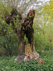 trunk of a tree