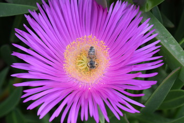 kwiat, owad, makro © Urszula
