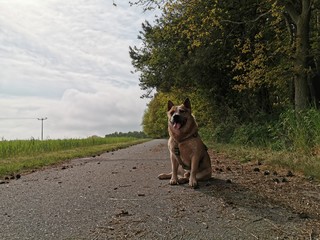 dog on the street