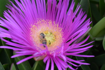 kwiat, owad, makro © Urszula