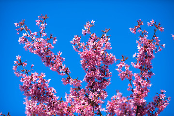Spring Shidarezakura, Weeping Cherry, Beautiful Pink Cherry or Cherry Blossom, Blooming Spring Tree, Spring Floral Background, Sakura, Cherry Blossom, Cherry Tree with Flowers, Oriental Cherry Bloomin