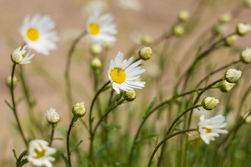 daisies