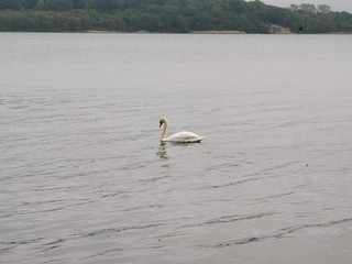 swans on the lake