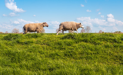 Two sheep walking behind one another on the top of a dike