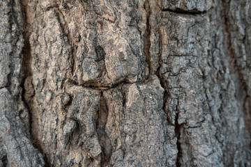 Obraz premium Close up of tree bark texture, Tree trunk detail texture as natural background, wood skin after for Termites eat