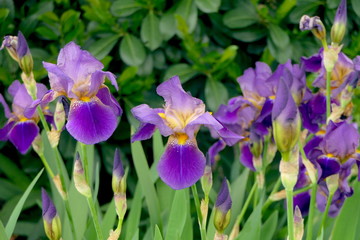 Schwertlilie Iris lila