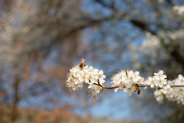 Biene Frühling weiße Blüten Baum