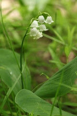  lily of the valley