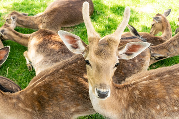 roebuck