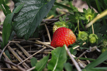 ripe strawberry berry on a background of green leaves and hay