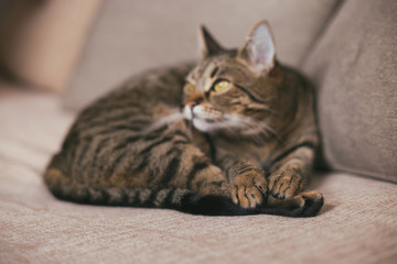 Beautiful cat enjoys resting on sofa. Focus on paws.Toned photo.
