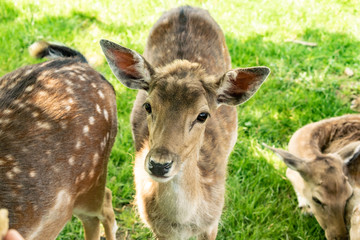 roebuck