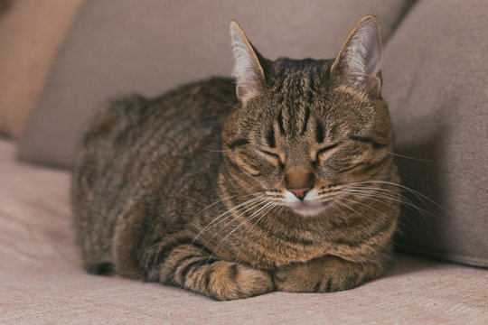 Beautiful cat enjoys sleeping on sofa.Toned photo.