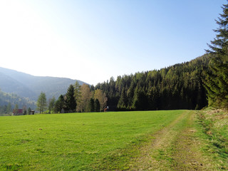 a green meadow and forest in the alps in Austria