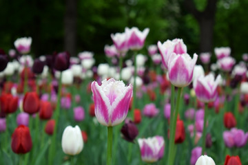 Close-up of a pink and white tulip and many others in the background. Flower field