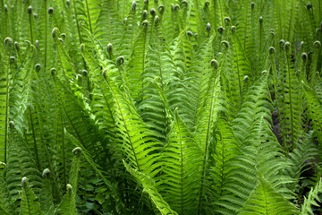 Young light green thickets of fern with carved leaves ending in curlicues, shot was made in spring time. Natural  organic plant background of ferns.
