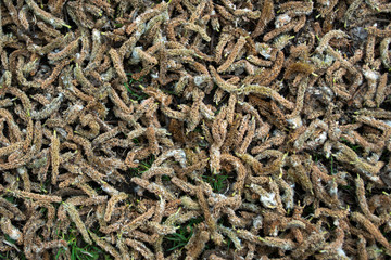 Brown birch catkins or birch flowers that fell to the ground and randomly covered it with a solid carpet, Natural organic background and pattern