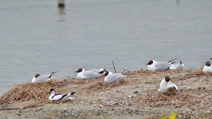 baie de somme