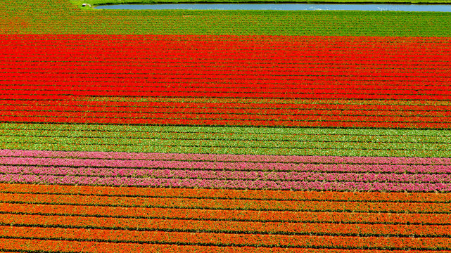 Aerial view of bulb-fields in springtime, located between the towns of Lisse and Sassenheim, province of Zuid-Holland, the Netherlands