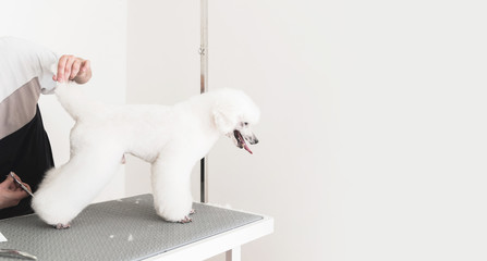 White poodle at grooming salon
