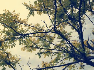 Tree branches details close up. 