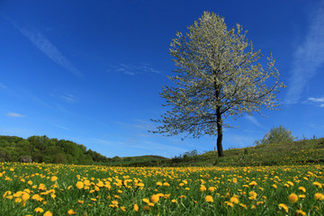 Frühling in der Rhön 