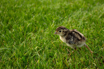 pheasant chick in green grass. Agriculture summer © Tatsiana