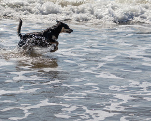 Dog in the sea