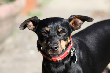 Close up of cute miniature Pinscher with pointed ears up and red dog collar, Germany