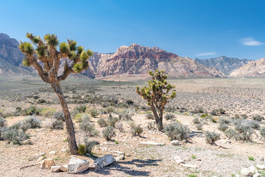 Red Rock Canyon Las Vegas Nevada USA