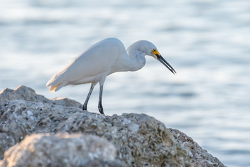 snowy egret on rocky shoreline