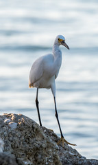 snowy egret on rocky shoreline