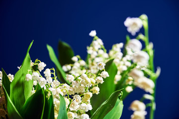 Lily of the valley - small white flowers in a garden in Poland.